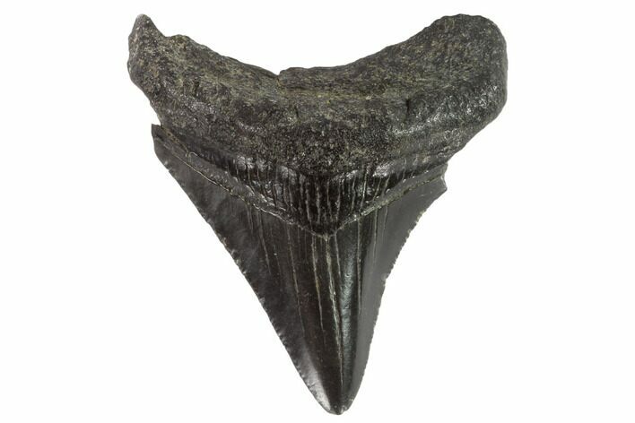 Juvenile Megalodon Tooth - Georgia #90731